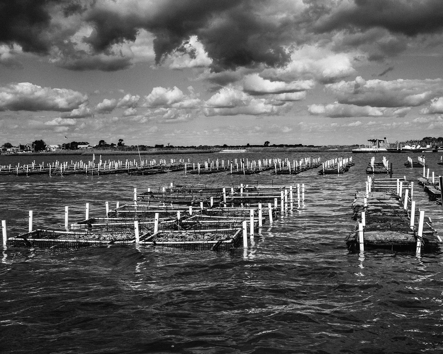 Oyster farmer Chuck Westfall. Long Island, NY.